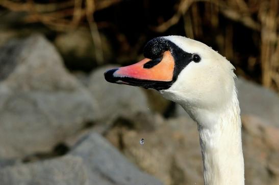 Höckerschwan Mainschleuse Eddersheim 2017