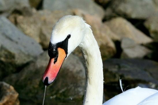 Höckerschwan Mainschleuse Eddersheim 2017