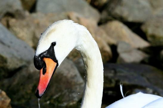 Höckerschwan Mainschleuse Eddersheim 2017