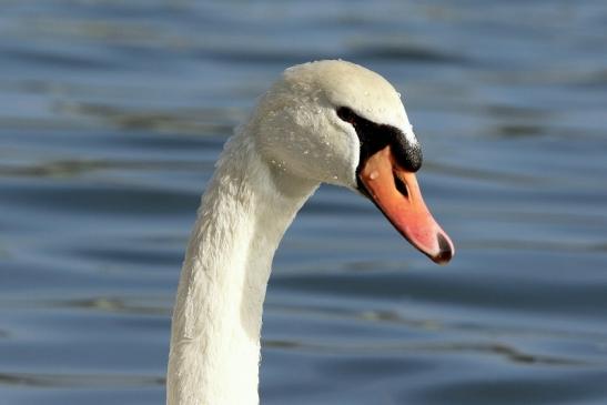 Höckerschwan Mainschleuse Eddersheim 2017