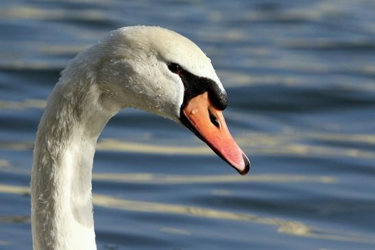 Höckerschwan Mainschleuse Eddersheim 2017