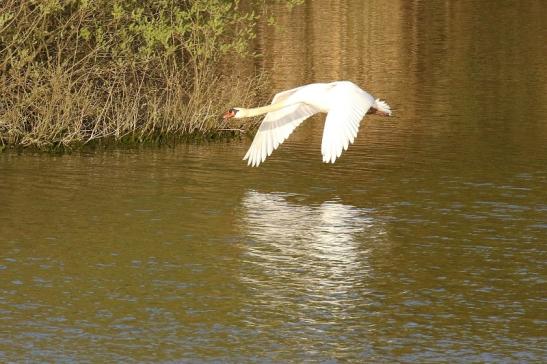 Höckerschwan NSG See am Goldberg Heusenstamm 2021