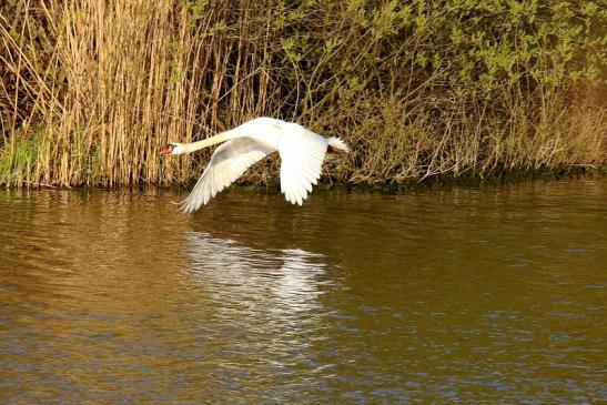 Höckerschwan NSG See am Goldberg Heusenstamm 2021