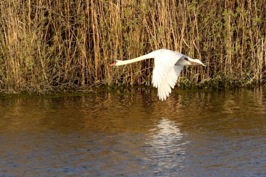 Höckerschwan NSG See am Goldberg Heusenstamm 2021