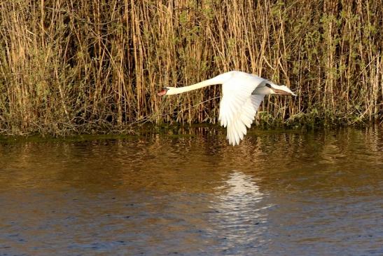 Höckerschwan NSG See am Goldberg Heusenstamm 2021