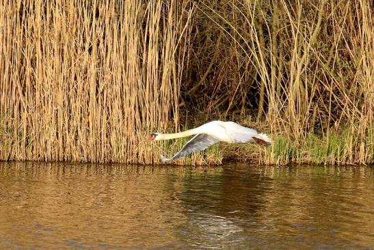 Höckerschwan NSG See am Goldberg Heusenstamm 2021