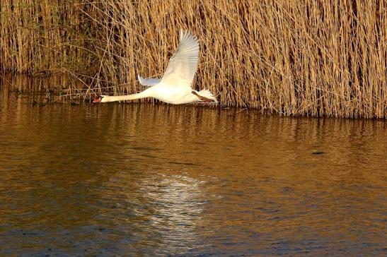 Höckerschwan NSG See am Goldberg Heusenstamm 2021