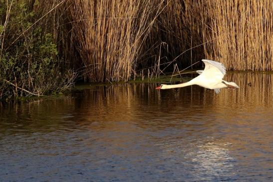 Höckerschwan NSG See am Goldberg Heusenstamm 2021