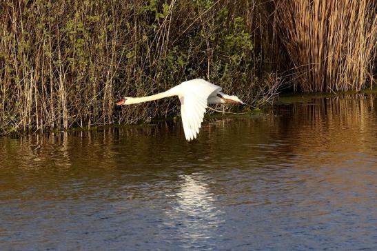 Höckerschwan NSG See am Goldberg Heusenstamm 2021