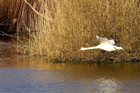 Höckerschwan NSG See am Goldberg Heusenstamm 2021