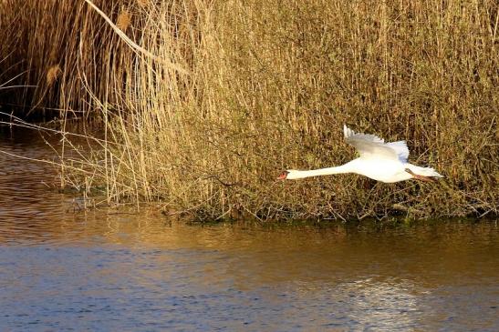 Höckerschwan NSG See am Goldberg Heusenstamm 2021