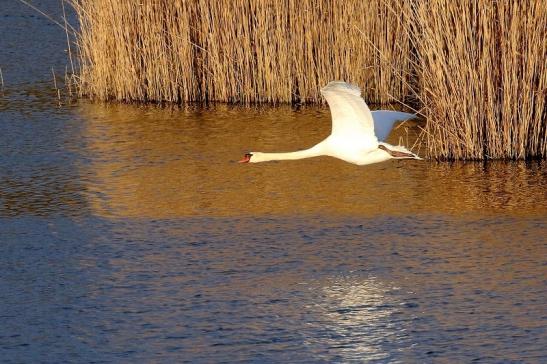 Höckerschwan NSG See am Goldberg Heusenstamm 2021