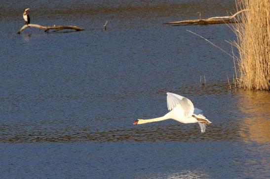 Höckerschwan NSG See am Goldberg Heusenstamm 2021