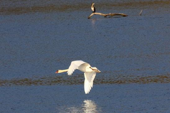 Höckerschwan NSG See am Goldberg Heusenstamm 2021