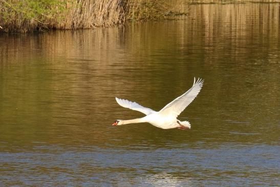 Höckerschwan NSG See am Goldberg Heusenstamm 2021