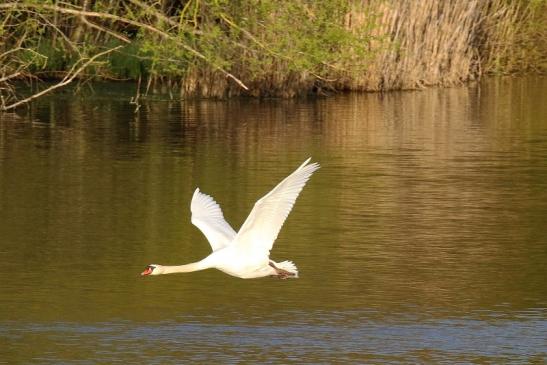 Höckerschwan NSG See am Goldberg Heusenstamm 2021