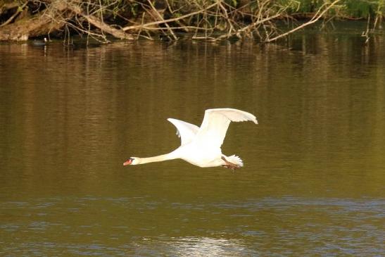 Höckerschwan NSG See am Goldberg Heusenstamm 2021