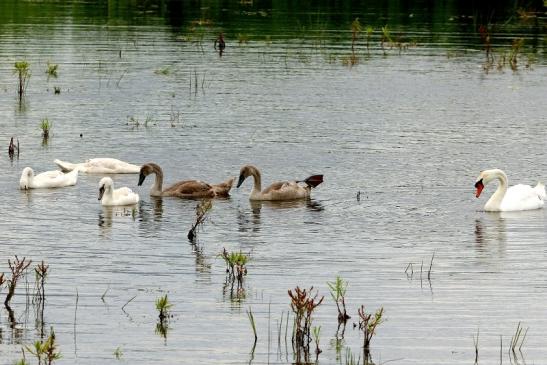 Höckerschwan mit Nachwuchs Bingenheimer Ried Wetterau 2016