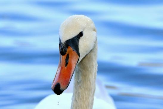 Höckerschwan NSG See am Goldberg Heusenstamm 2015