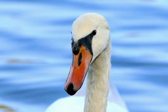 Höckerschwan NSG See am Goldberg Heusenstamm 2015