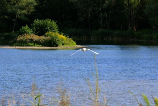 Höckerschwan im Flug NSG See am Goldberg Heusenstamm 2015