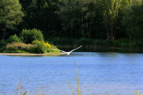 Höckerschwan im Flug NSG See am Goldberg Heusenstamm 2015