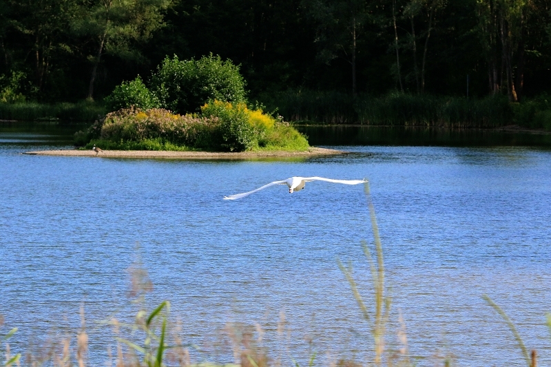 Höckerschwan im Flug NSG See am Goldberg Heusenstamm 2015