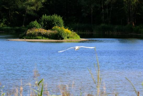 Höckerschwan im Flug NSG See am Goldberg Heusenstamm 2015