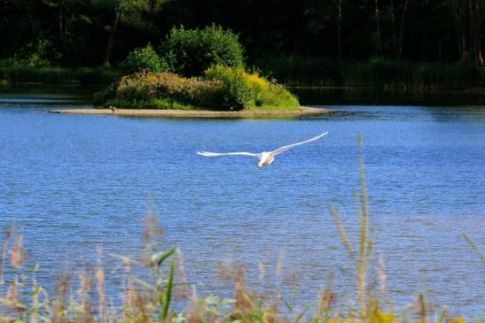 Höckerschwan im Flug NSG am Goldberg Heusenstamm 2015