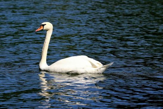 Höckerschwan NSG See am Goldberg Heusenstamm 2015