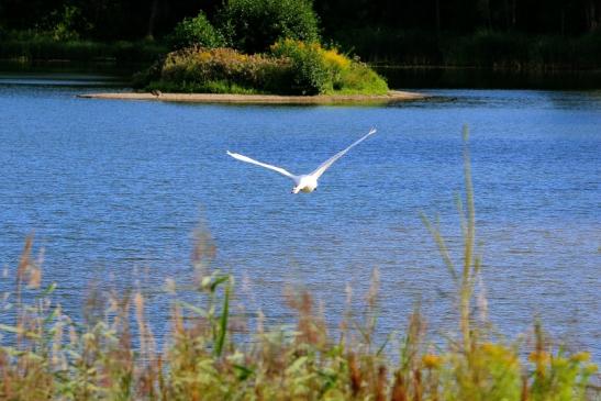 Höckerschwan im Flug NSG See am Goldberg Heusenstamm 2015