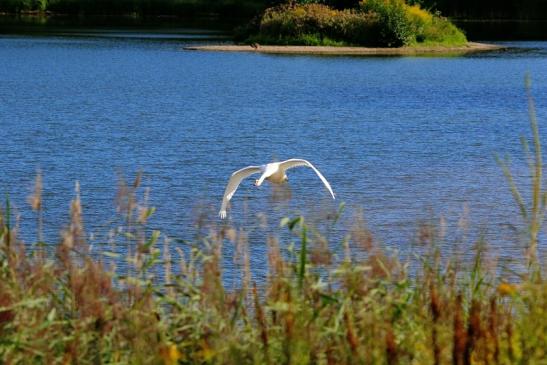 Höckerschwan im Flug NSG See am Goldberg Heusenstamm 2015