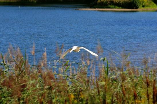 Höckerschwan im Flug NSG See am Goldberg Heusenstamm 2015