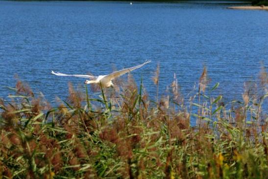 Höckerschwan im Flug NSG See am Goldberg Heusenstamm 2015