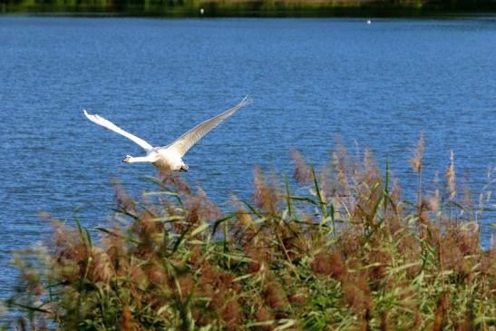 Höckerschwan im Flug NSG See am Goldberg Heusenstamm 2015