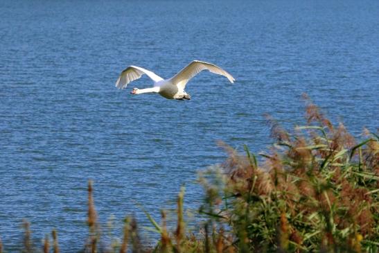 Höckerschwan im Flug NSG See am Goldberg Heusenstamm 2015