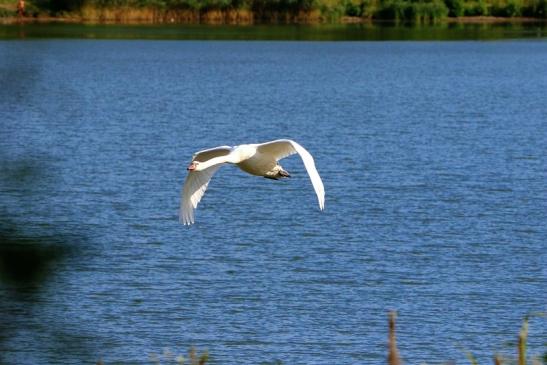 Höckerschwan im Flug NSG See am Goldberg Heusenstamm 2015