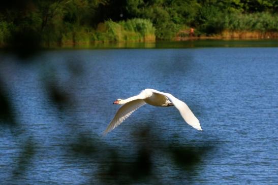 Höckerschwan im Flug NSG see am Goldberg Heusenstamm 2015