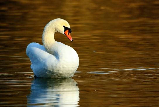 Höckerschwan in der Wintersonne NSG See am Goldberg Heusenstamm 2015