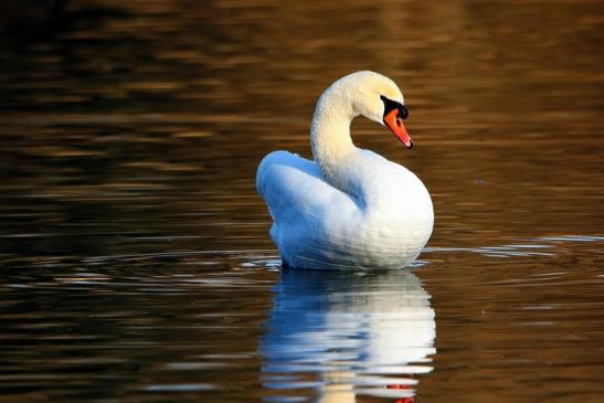 Höckerschwan in der Wintersonne NSG See am Goldberg Heusenstamm 2015