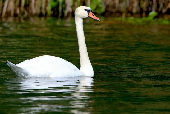 Höckerschwan NSG See am Goldberg Heusenstamm 2015