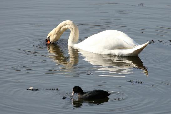 Höckerschwan NSG See am Goldberg Heusenstamm 2015