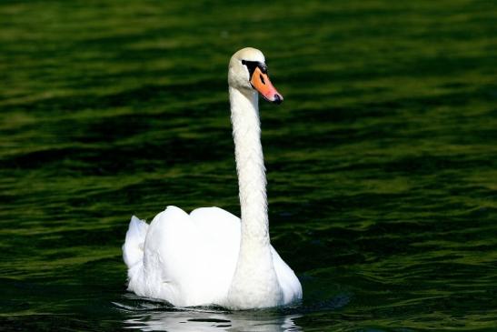 Höckerschwan NSG See am Goldberg Heusenstamm 2015