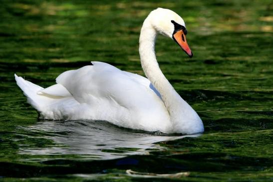 Höckerschwan NSG See am Goldberg Heusenstamm 2015