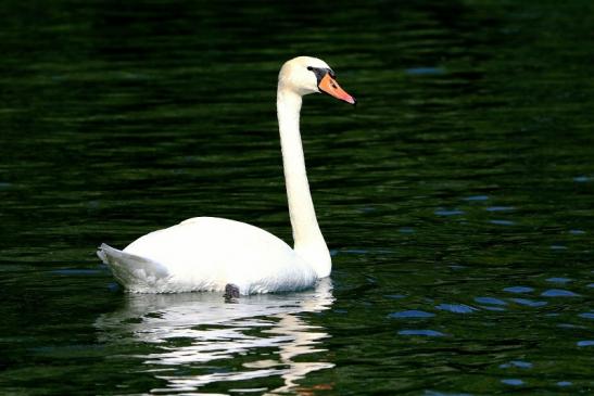 Höckerschwan NSG See am Goldberg Heusenstamm 2015