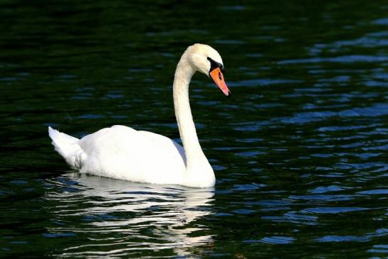 Höckerschwan NSG See am Goldberg Heusenstamm 2015