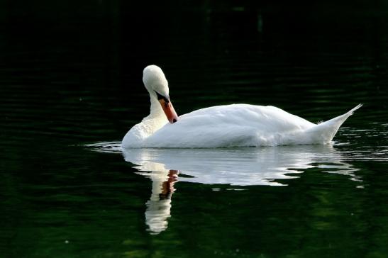 Höckerschwan NSG See am Goldberg Heusenstamm 2016