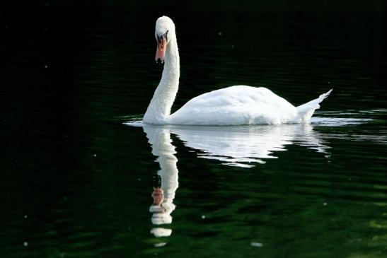 Höckerschwan NSG See am Goldberg Heusenstamm 2016