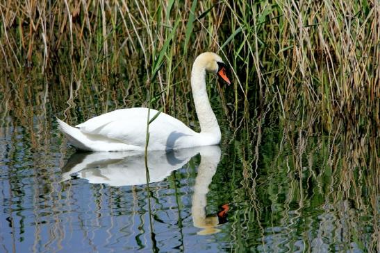 Höckerschwan NSG am See Goldberg Heusenstamm 2016