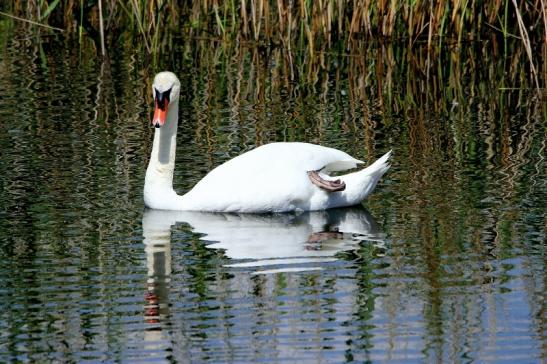 Höckerschwan NSG See am Goldberg Heusenstamm 2016